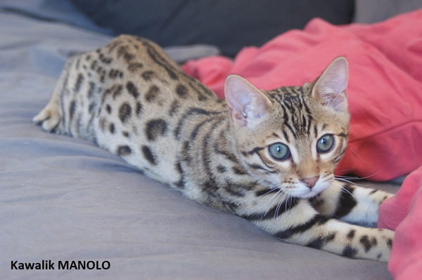 CHATON BENGAL BROWN SPOTTED